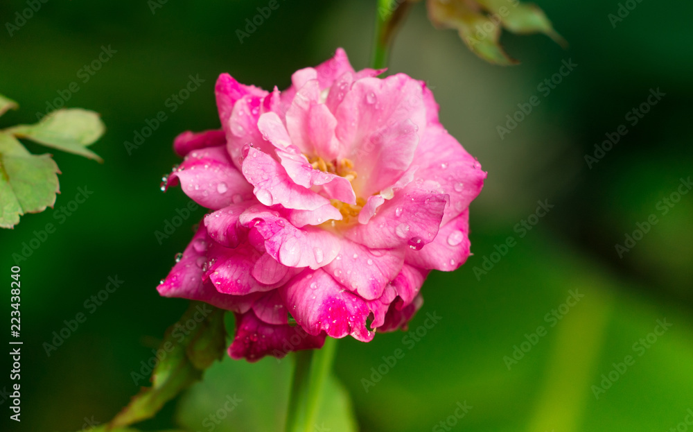 Rose Flower Beautyful Pink flower with Water Drops Rose Flower Beautyful Pink flower with Water Drops