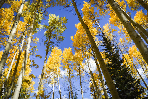 Autumn aspen leaves against the blue sky in Colorado. 