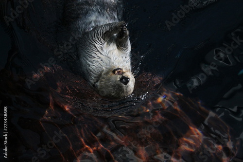 otter