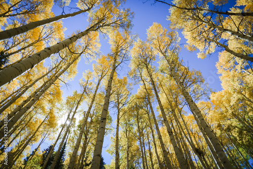 Autumn aspen leaves against the blue sky in Colorado. 