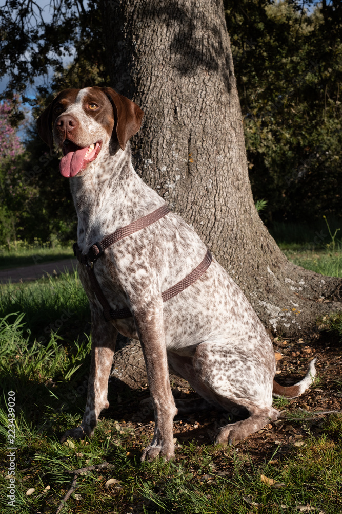 Hunting dog in the countryside in front of a tree