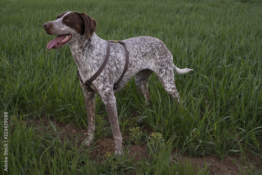 Hunting dog in the countryside