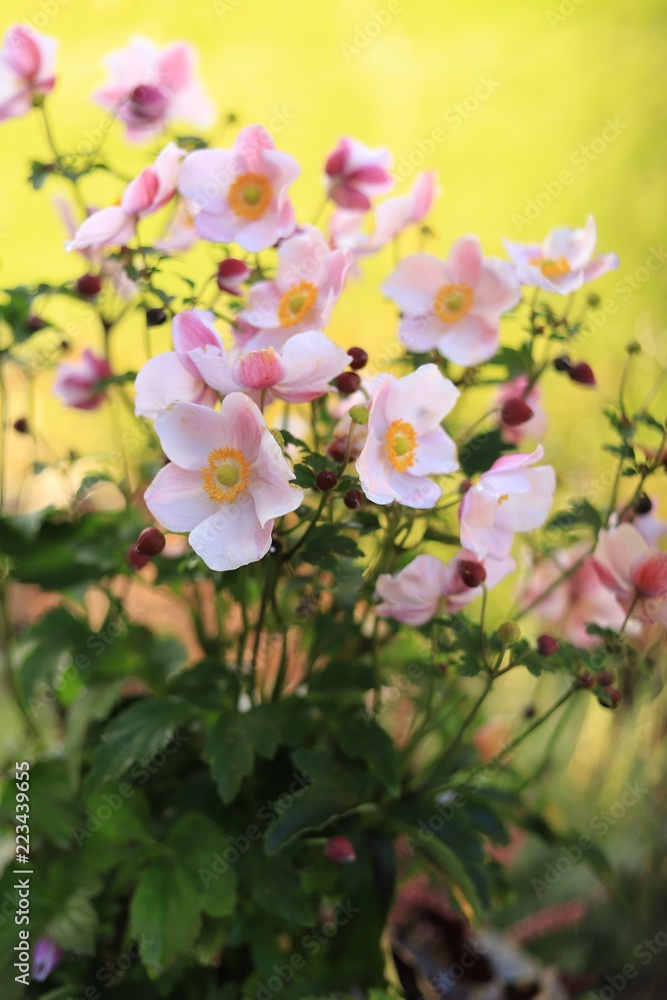 Obraz premium Light pink anemone 