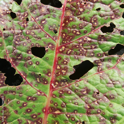 Sorrel leaf damaged by Ramularia rubella. Symptoms of leaf disease in form of red spots photo