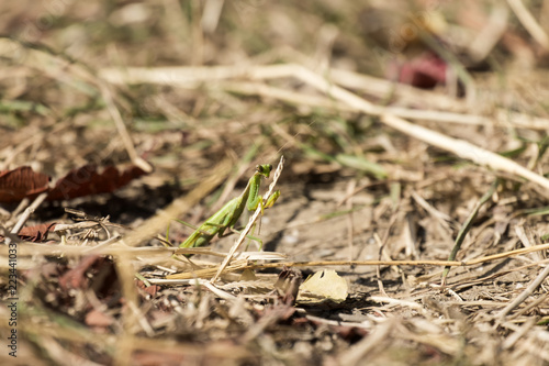 Praying mantis sits among dry, withered grass (Mantis religiosa)