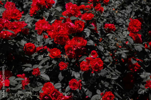 Red roses on a dark dramatic background