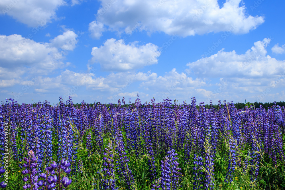 field of lupine flowers under blue sky. field of lupine flowers under blue sky.