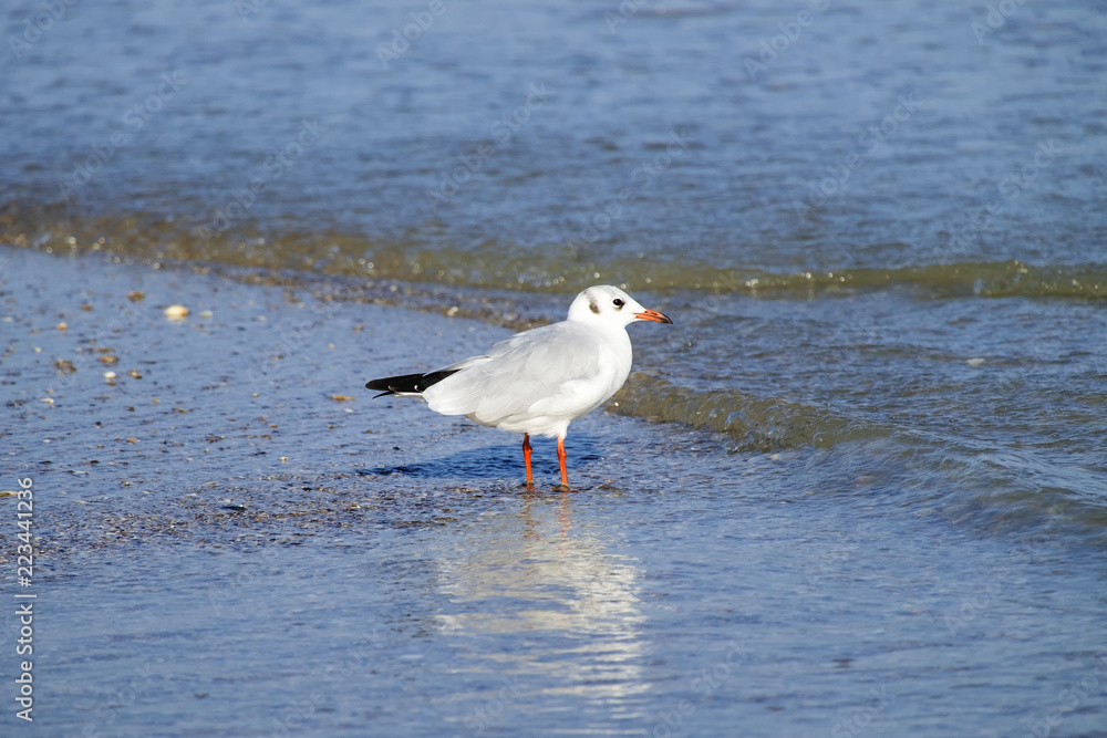 Slender-billed gull stands in the water on the beach (Chroicocephalus genei) Slender-billed gull stands in the water on the beach (Chroicocephalus genei)