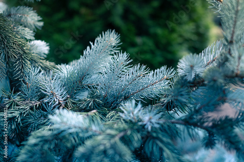 Blue Spruce Branches photo