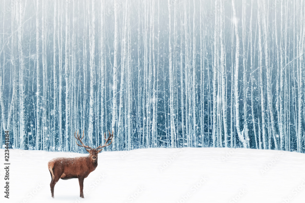 Fototapeta premium Jeleń samiec z dużymi rogami w śnieżnym lesie zimy. Zimowe tło naturalne. Boże Narodzenie artystyczny obraz.