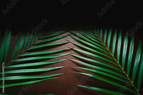 Green leaves Palm texture background at phuket Thailand