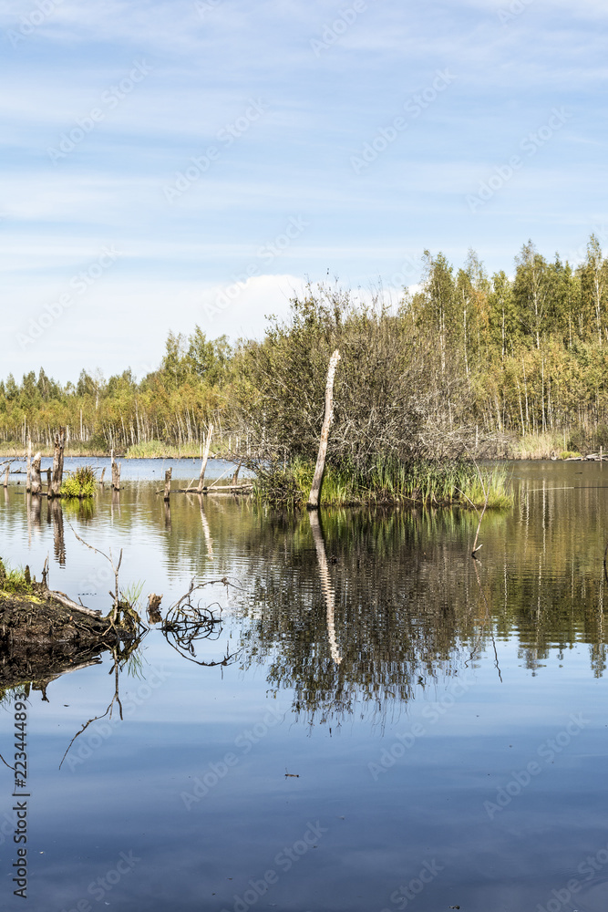 Obraz premium a blue small lake is located in the forest, gulf with growing trees and driftwood, wild nature background
