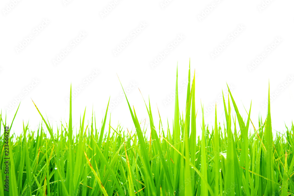 Fototapeta premium Green rice field on white background.