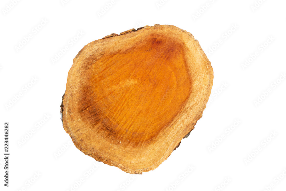 Round cut of jackfruit tree isolated on white background. Round cut of jackfruit tree isolated on white background.