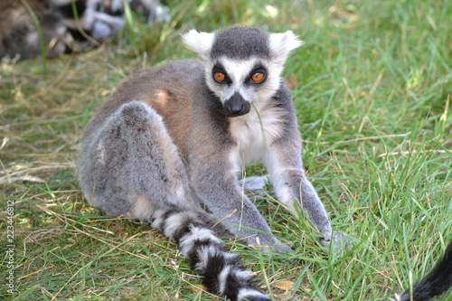 Ringtail Lemur sitting