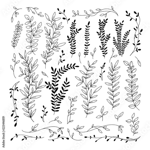 Botanical collection. Hand drawn vector graphic elements. Sprigs and branches.