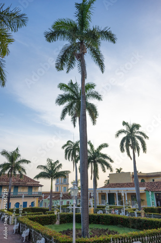 Trinidad, Cuba - Jul 7 2018: Palm trees surrounded by hedge fence