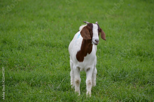 Happy Goat