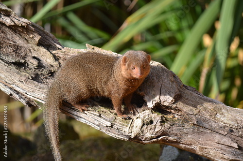 Small Mongoose © Mike