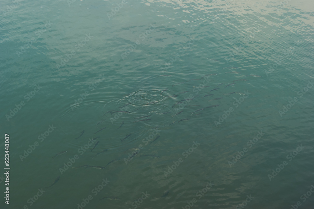 shoal shoal