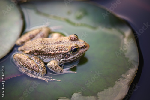 Frog close up