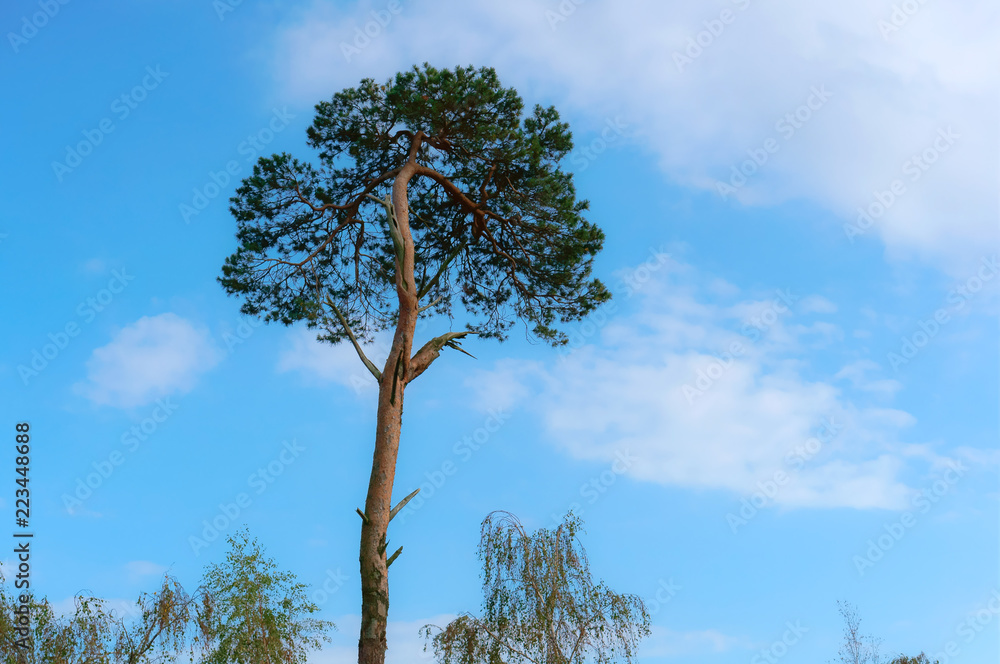 A lonely tree against the blue sky. The top of a lonely pine. A lonely tree against the blue sky. The top of a lonely pine.