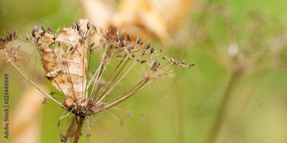 dry umbellate flower with seeds and a yellow autumn leaf stuck in it