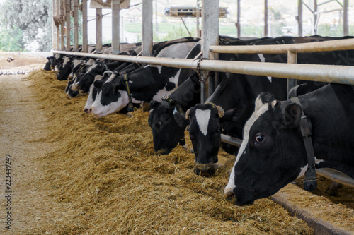 cows eat silage on a dairy farm