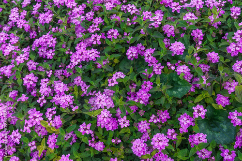 Beautiful background of small purple colored flowers typical of the areas of the Mediterranean Sea