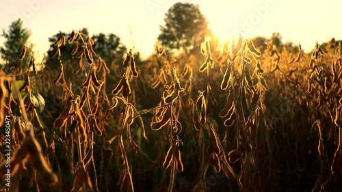 A big soja field in Canada during a warm summer sunset. photo