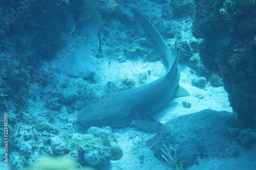 Unedited nurse shark underwater on a coral reef in Little Cayman, Caribbean