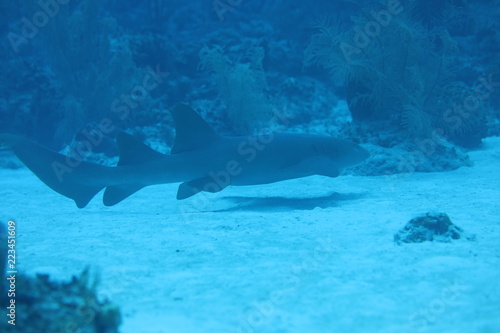Unedited nurse shark underwater on a coral reef in Little Cayman, Caribbean © Lindsey