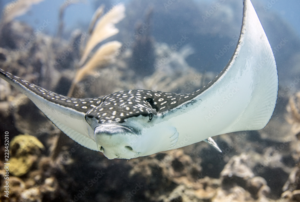 Beautiful close-up shots of an eagle ray sting ray underwater on a ...