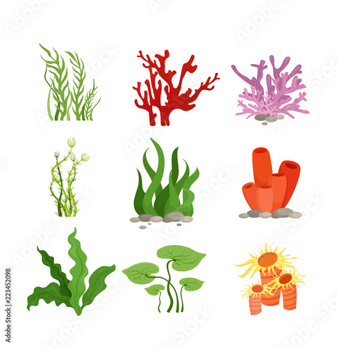 Vector illustration set of colourful water plants and coral isolated on white background in cartoon flat style.