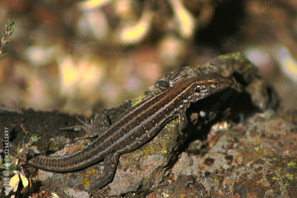Naklejka premium jaszczurka zwinka