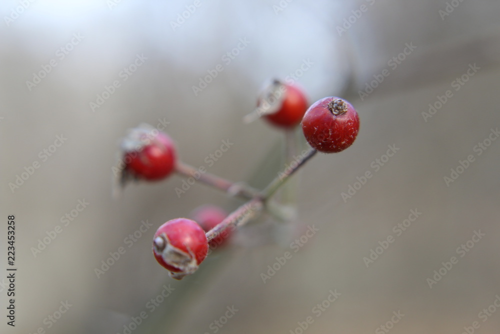 Macro Berries Macro Berries