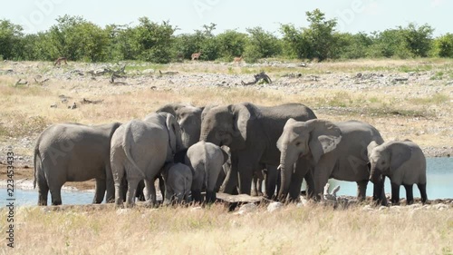 elephant herd at waterhole in etosha national park, namibia