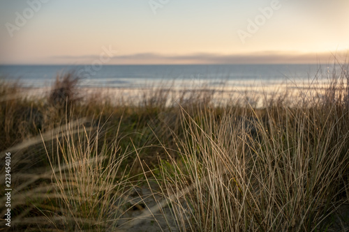 Fototapeta Naklejka Na Ścianę i Meble -  dune grass with sea in background