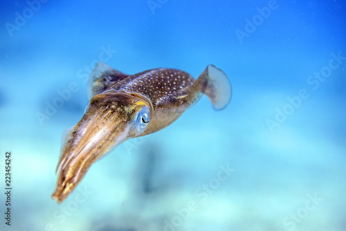 Beautiful colorful Caribbean Reef Squid from Little Cayman underwater while scuba diving photo