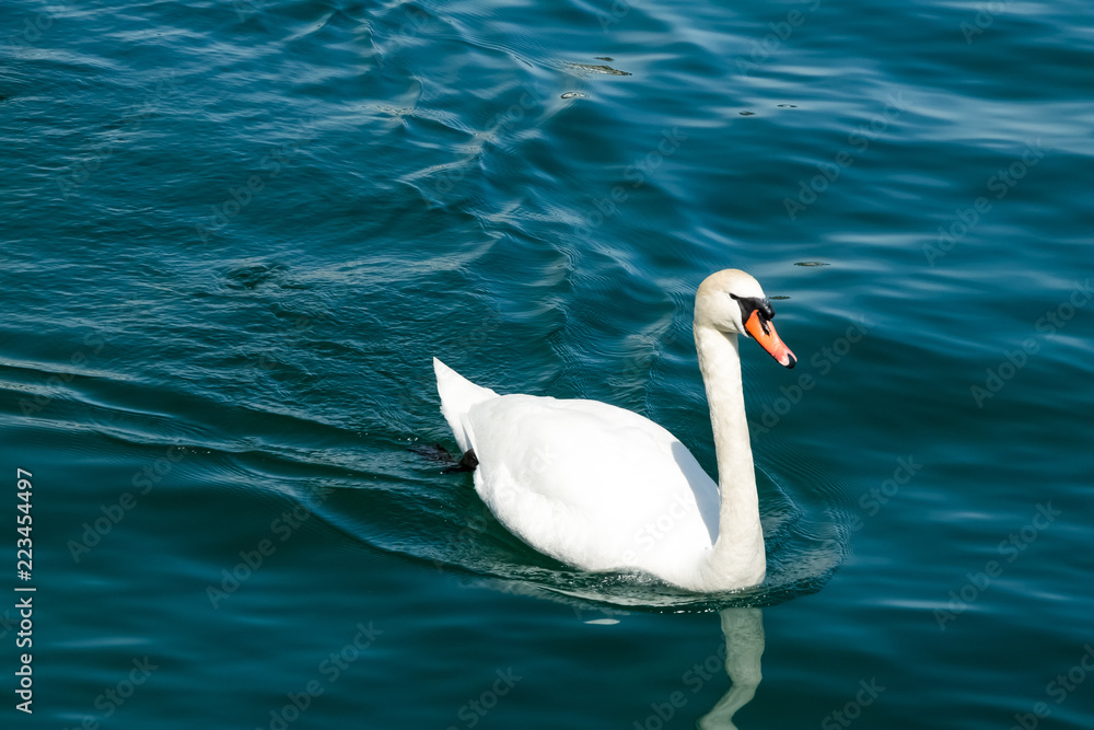 Obraz premium Cisne en movimiento