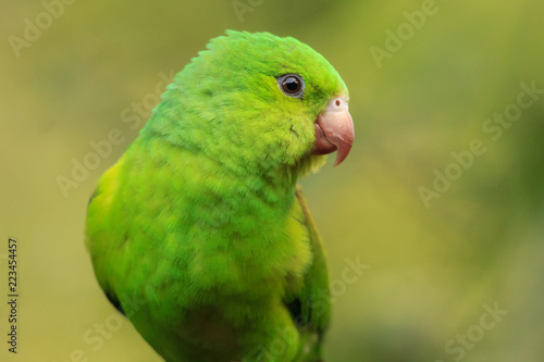 Plain Parakeet