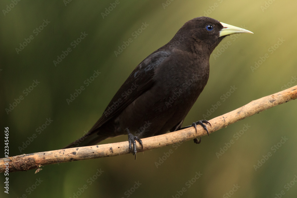 Fototapeta premium Red-rumped Cacique