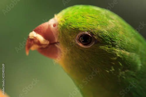Plain Parakeet