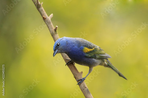 Golden-chevroned Tanager