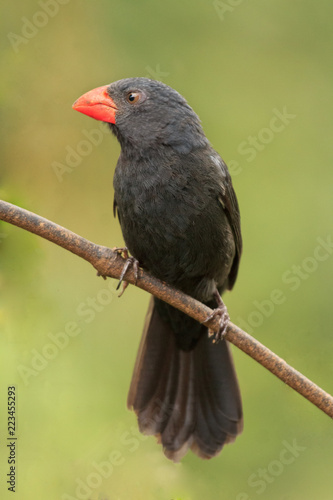 Black-throated Grosbeak