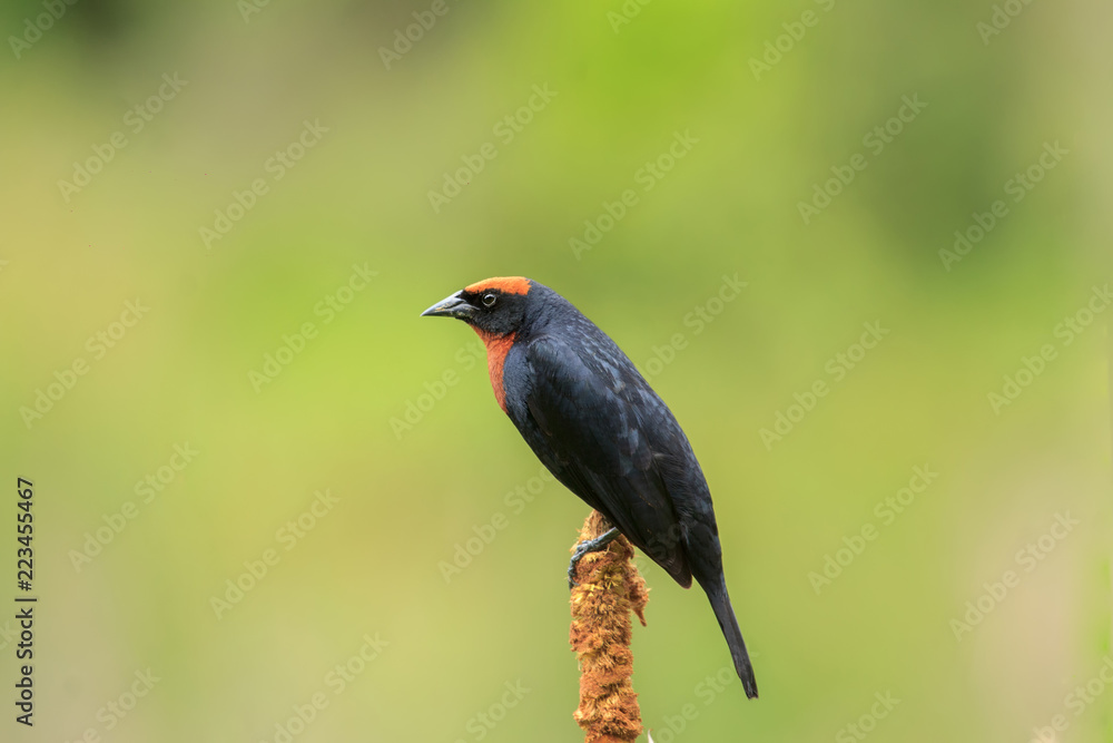 Naklejka premium Chestnut-capped Blackbird