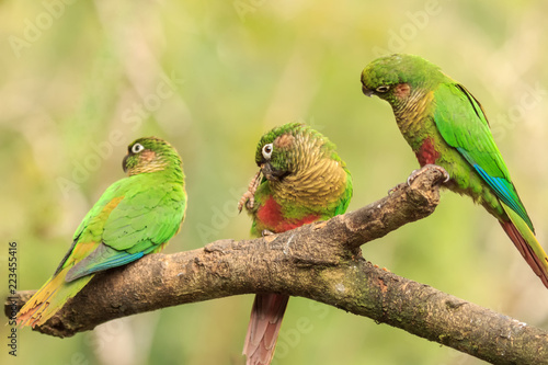 Maroon-bellied Parakeet