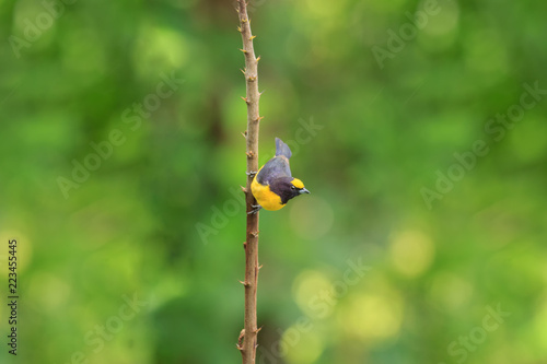 Purple-throated Euphonia