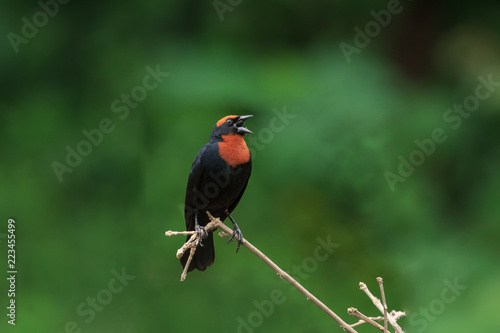 Chestnut-capped Blackbird