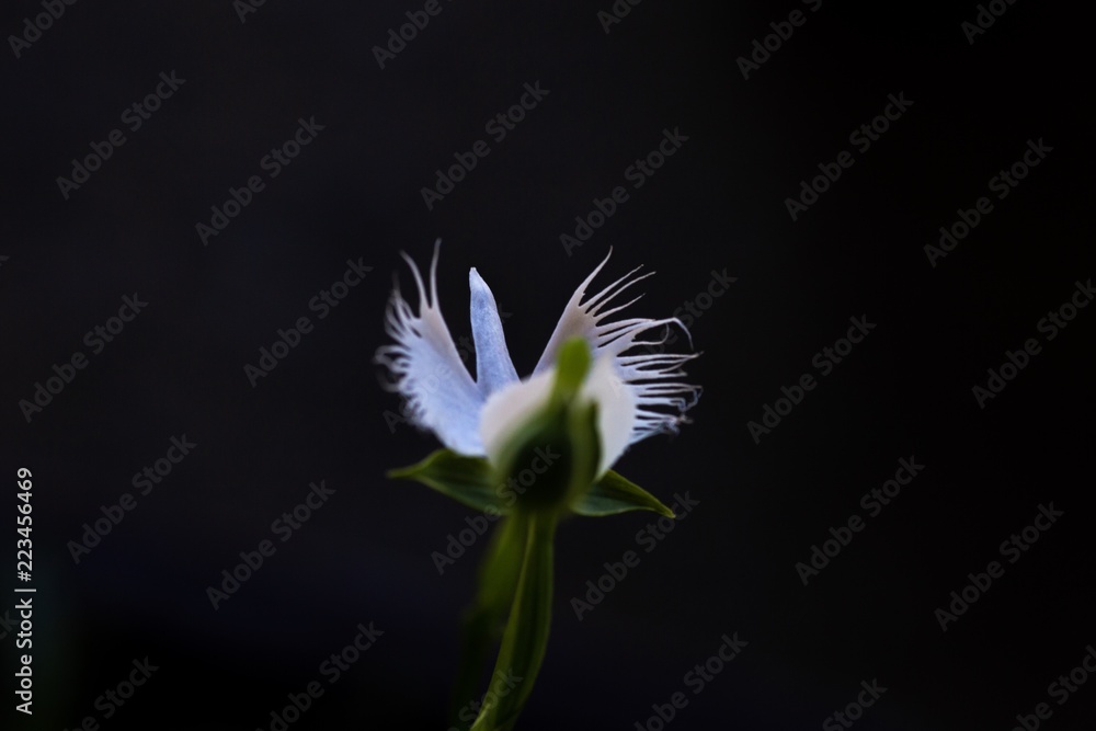 花の羽ばたき 花の羽ばたき